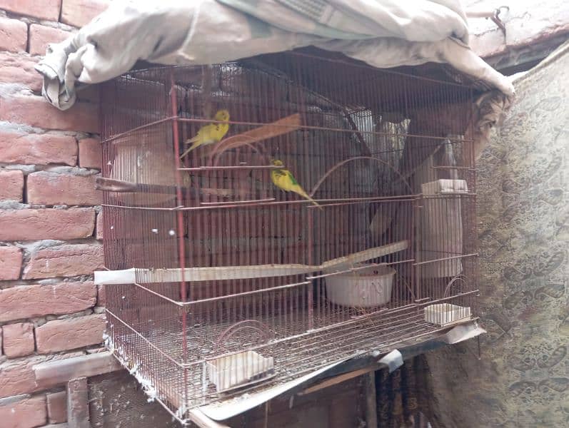 Cage Ka set For sell hai Pear 3