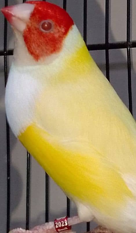 Exhibition Red Eye Lady Gouldian Breeding Pair Available 1