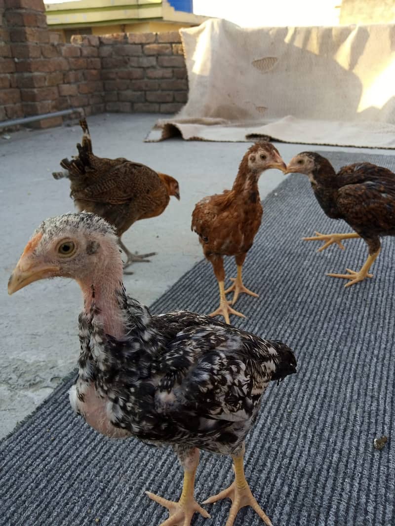 aseel chicks for sale 1