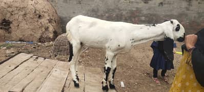 amratsari bakra / bakri available for sale