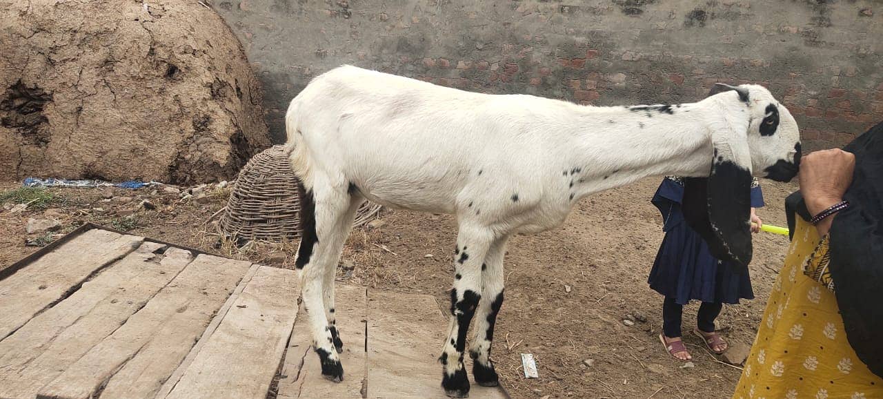 amratsari bakra / bakri available for sale 0