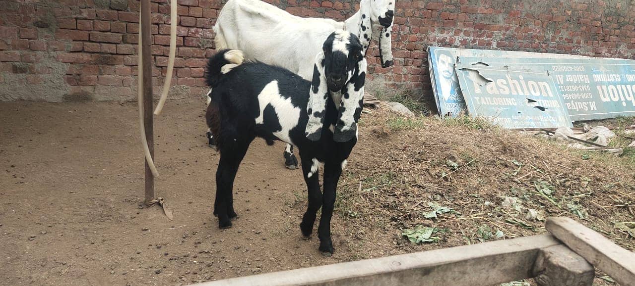 amratsari bakra / bakri available for sale 1