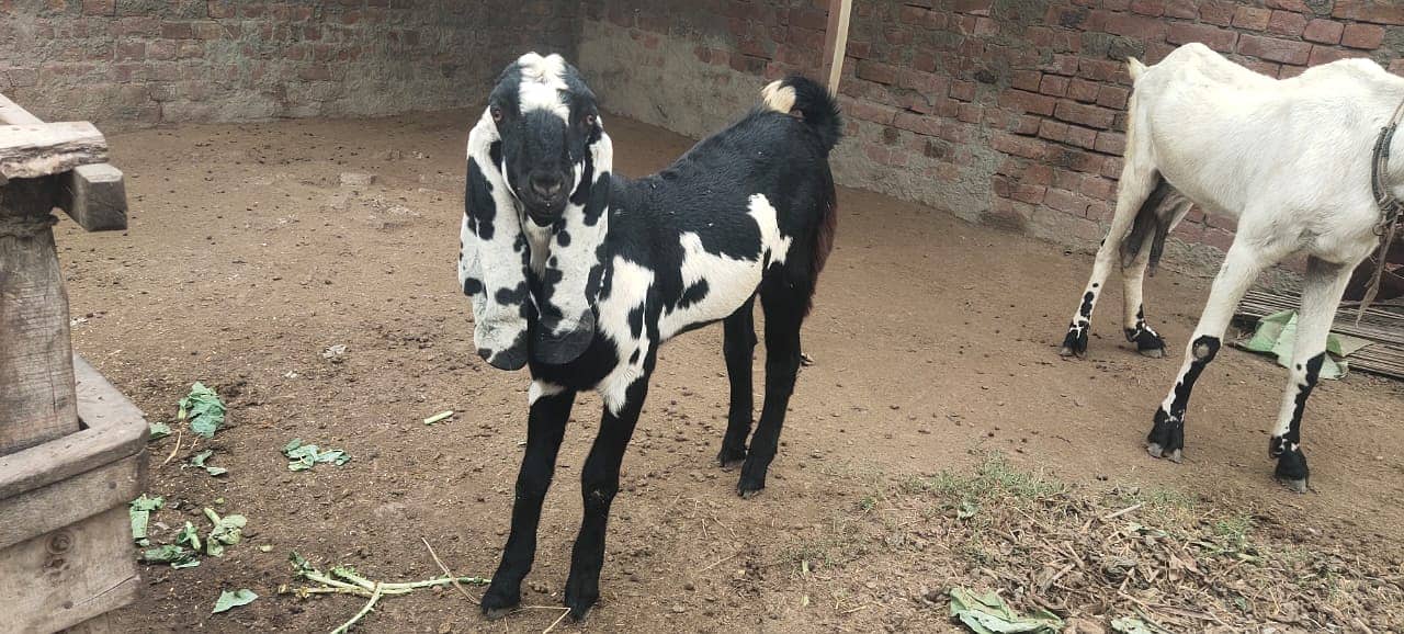 amratsari bakra / bakri available for sale 2