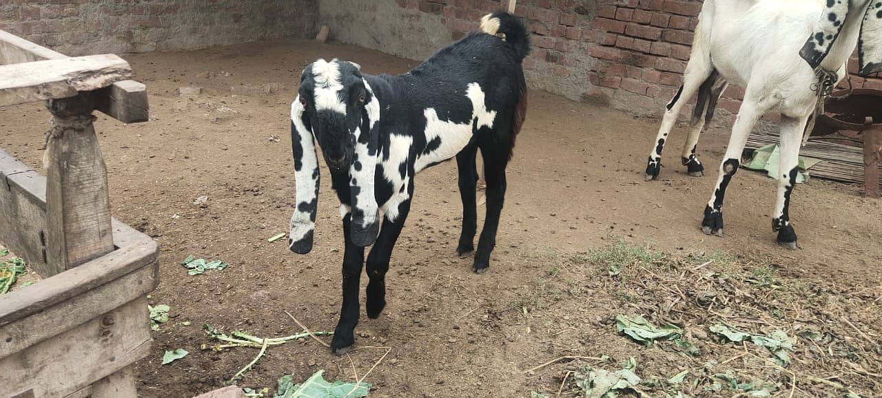 amratsari bakra / bakri available for sale 3