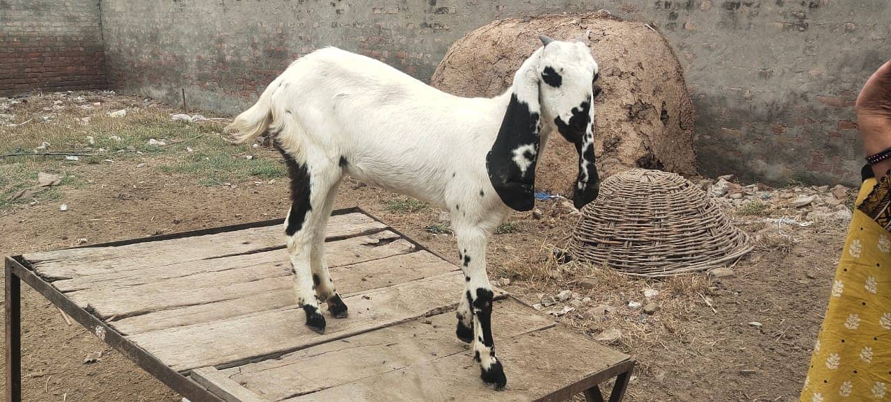 amratsari bakra / bakri available for sale 4