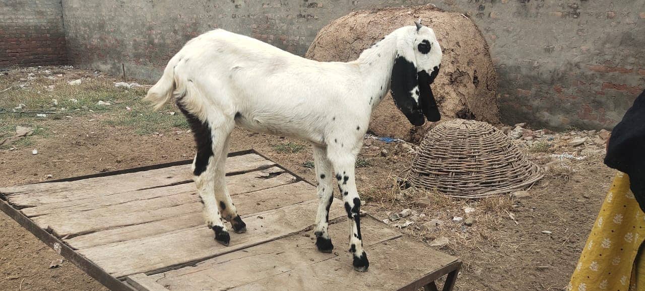 amratsari bakra / bakri available for sale 5