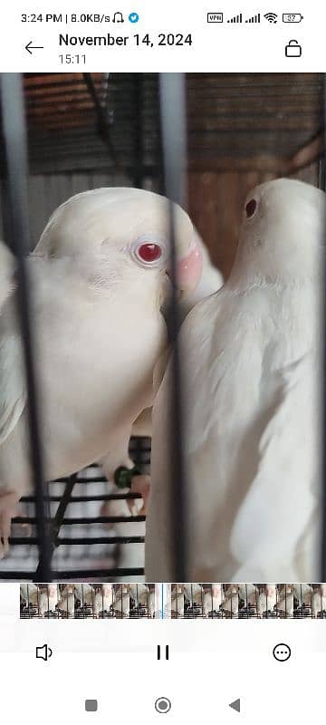 Albino Red Eyes 1