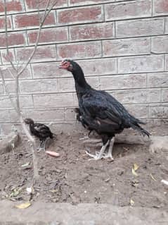 Aseel Mushki Madi Hen for Sale with Chicks