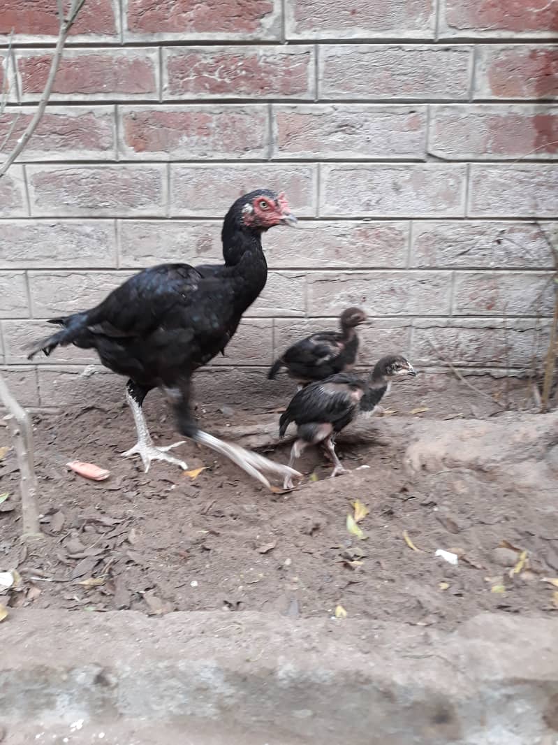 Aseel Mushki Madi Hen for Sale with Chicks 1