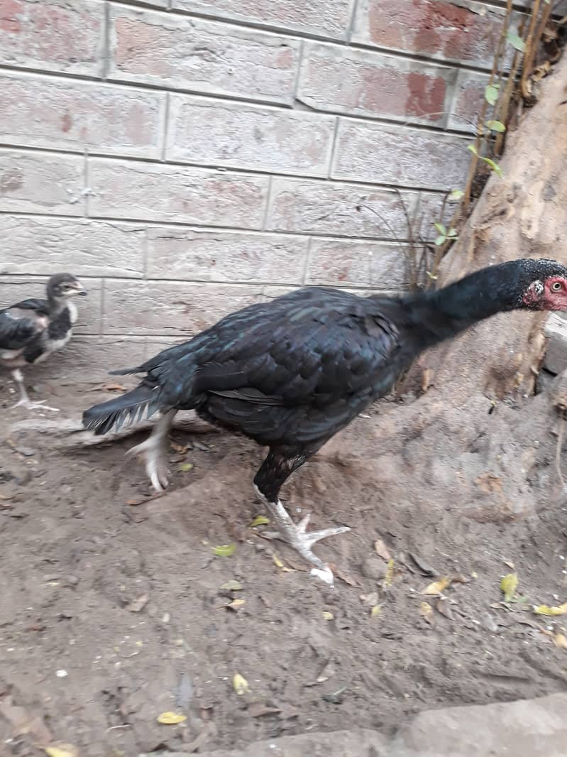 Aseel Mushki Madi Hen for Sale with Chicks 3