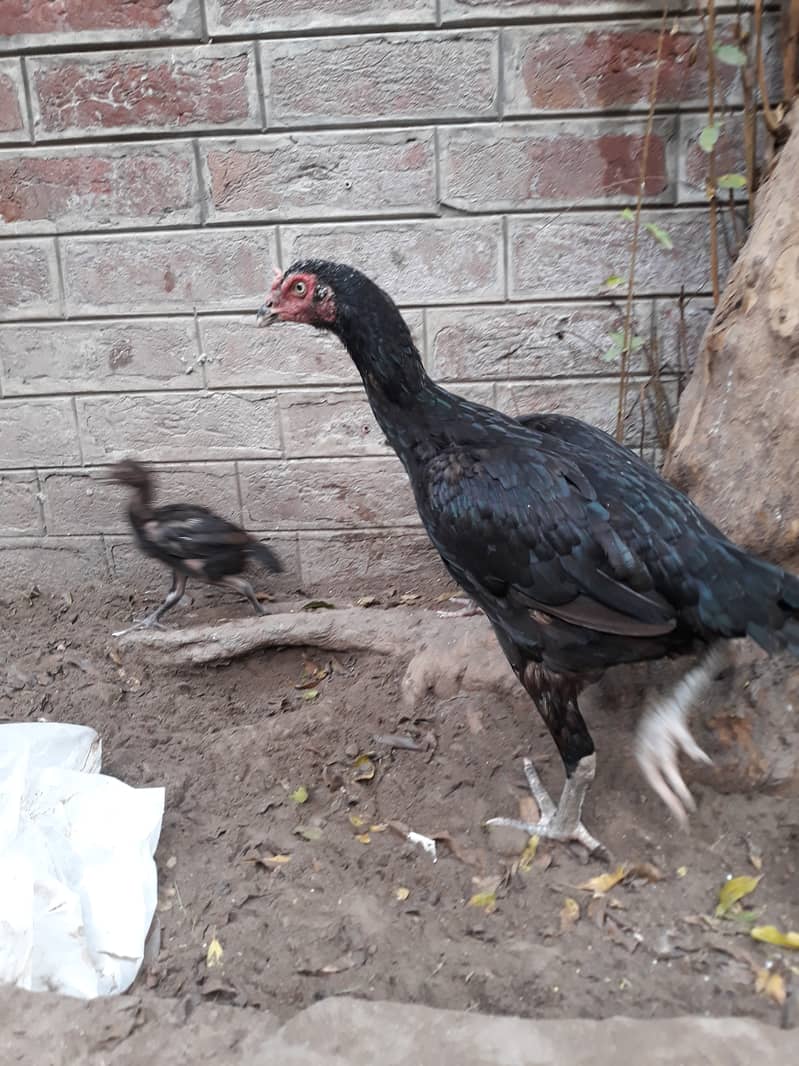 Aseel Mushki Madi Hen for Sale with Chicks 4