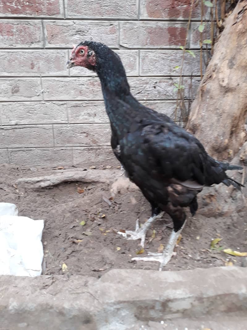 Aseel Mushki Madi Hen for Sale with Chicks 5