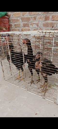 Aseel thai six month old chiks forsale