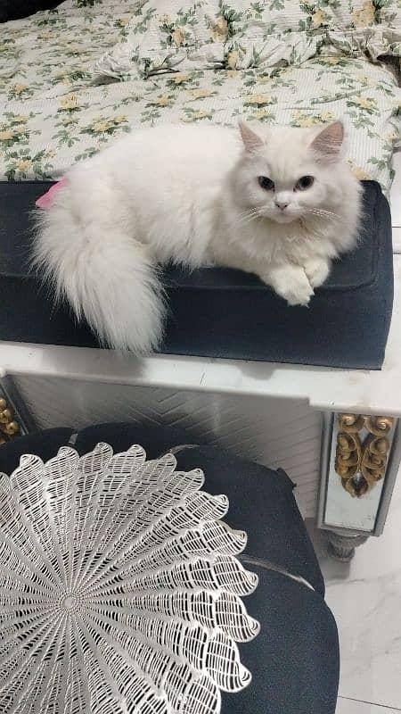 persian adult breedable 2