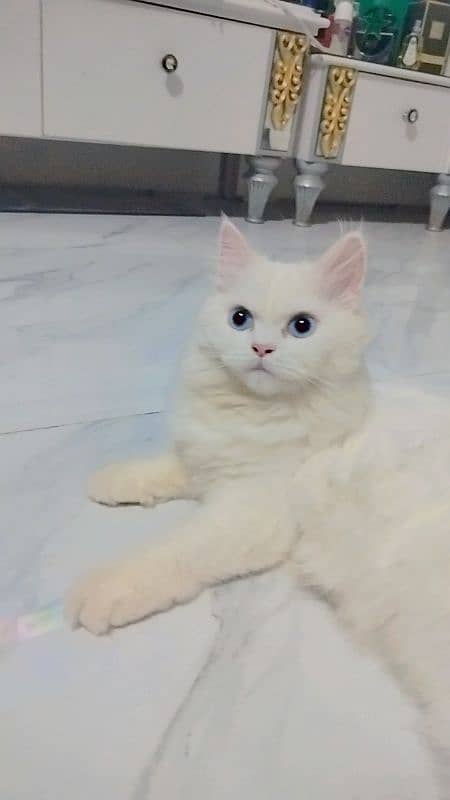 persian adult breedable 3