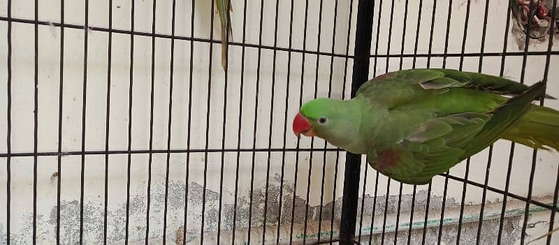 Raw parrot vip 3 parrot available ha 4