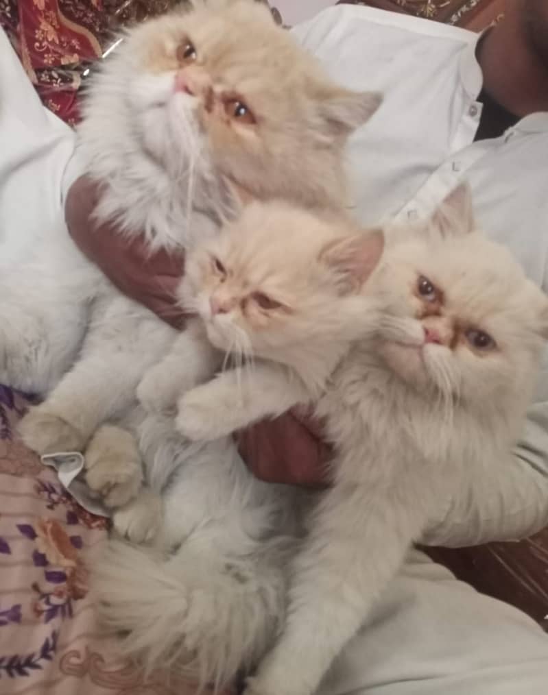 persian punch face pair with 1 one kitten 1