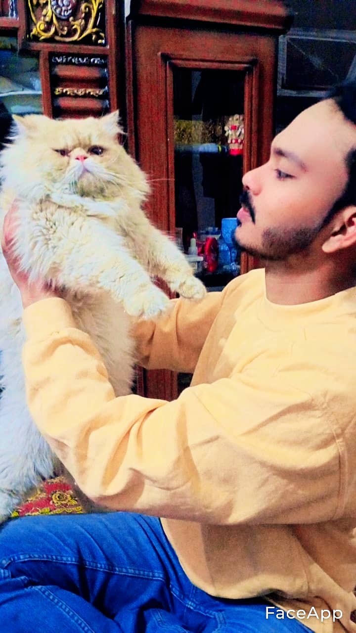 persian punch face pair with 1 one kitten 2