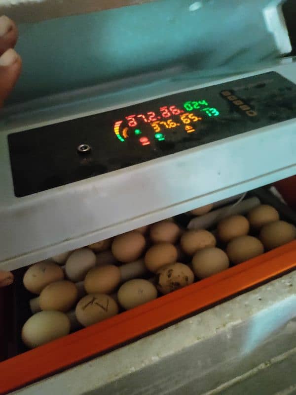 egg incubator full auto 0