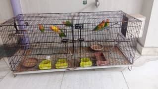 Love Birds , Fisher Parrots full Breeders with cage