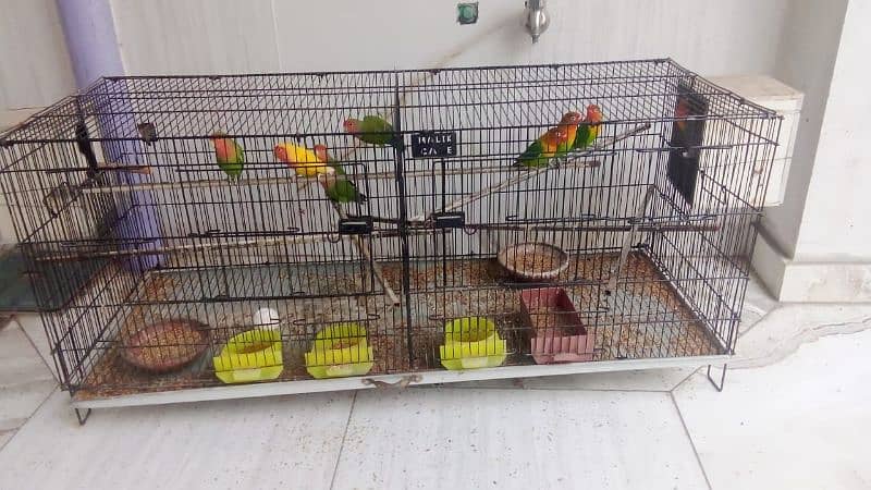 Love Birds , Fisher Parrots full Breeders with cage 0