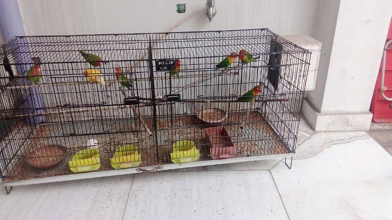 Love Birds , Fisher Parrots full Breeders with cage 1