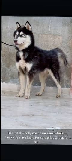 MALE HUSKY WOOLY COAT