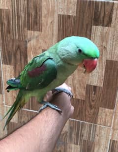 raw parrot for sale