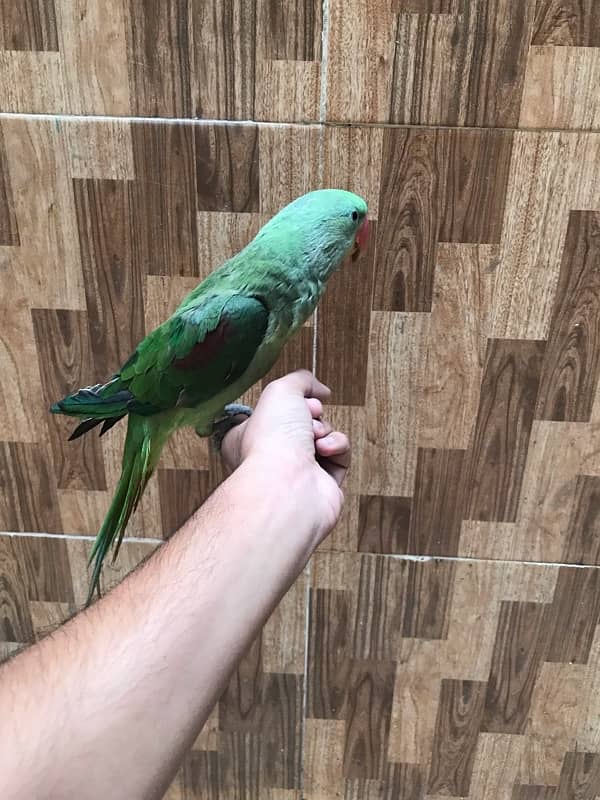 raw parrot for sale 1