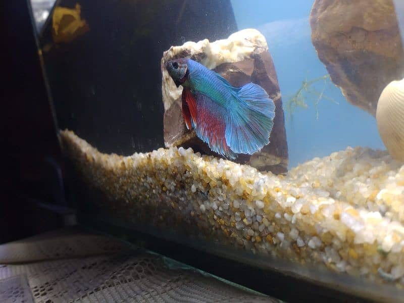 Thailand imported betta fish 1