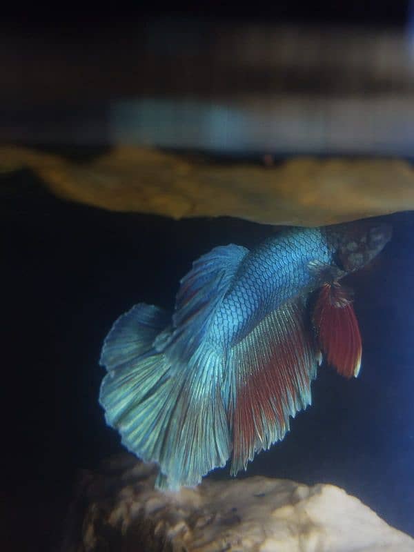 Thailand imported betta fish 4