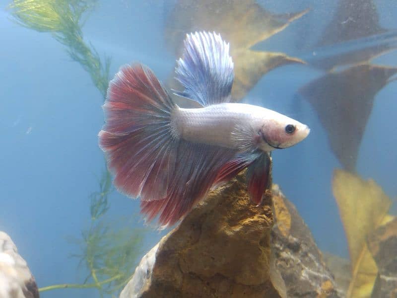 Thailand imported betta fish 6