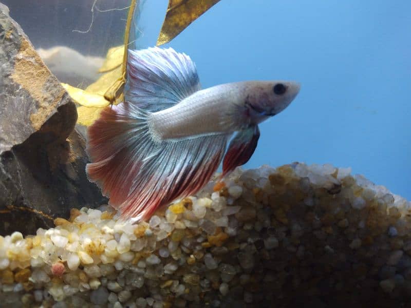 Thailand imported betta fish 8