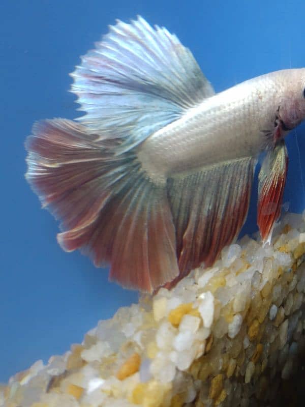 Thailand imported betta fish 9