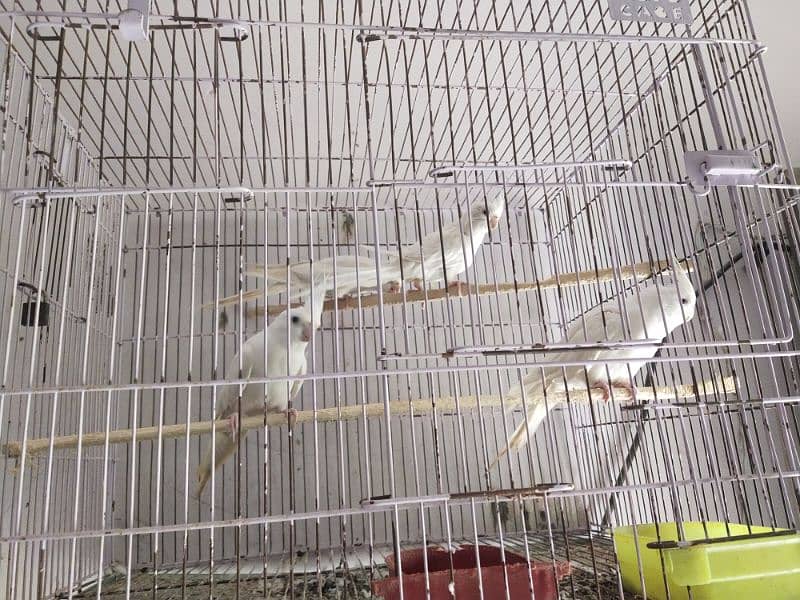 Full healthy and Active Birds available 1