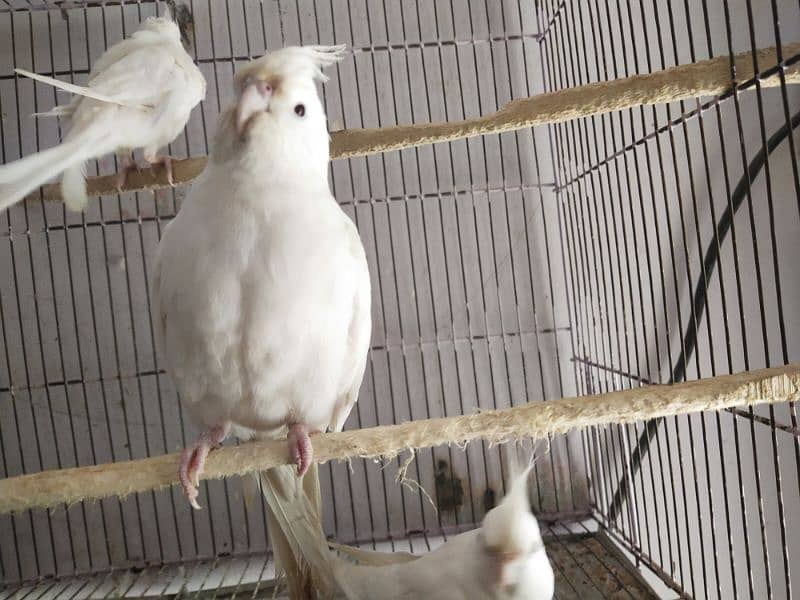 Full healthy and Active Birds available 2