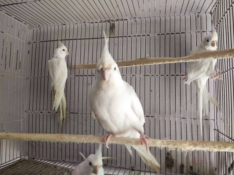 Full healthy and Active Birds available 3