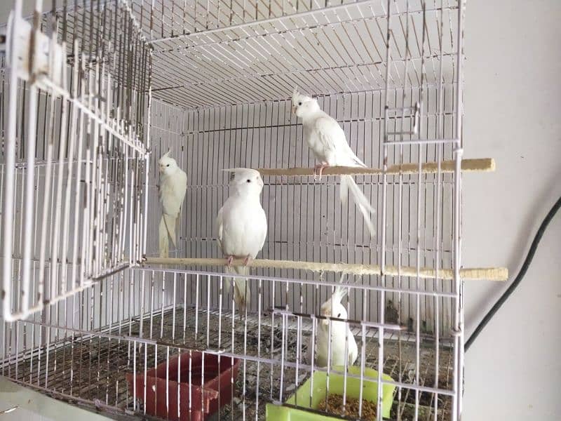 Full healthy and Active Birds available 0