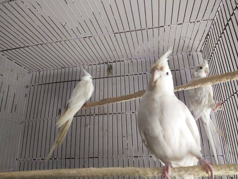 Full healthy and Active Birds available 5