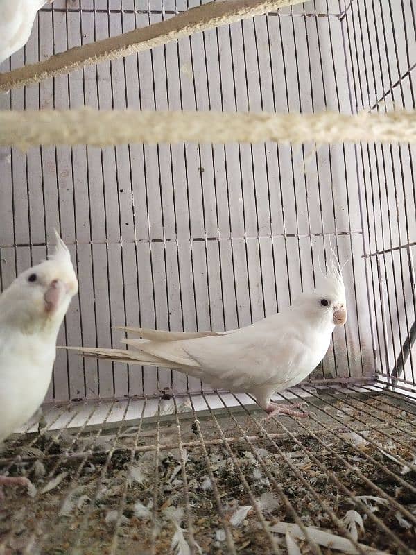 Full healthy and Active Birds available 6