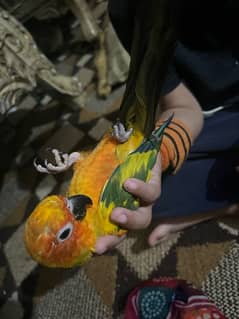 Super tamed Sun conure