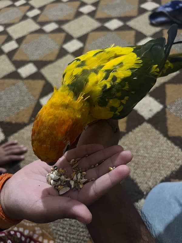 Super tamed Sun conure 3