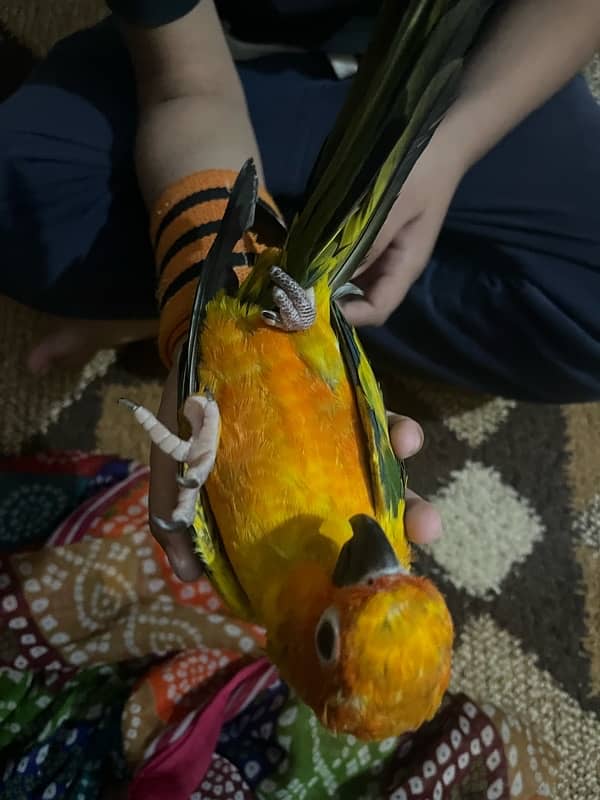 Super tamed Sun conure 4