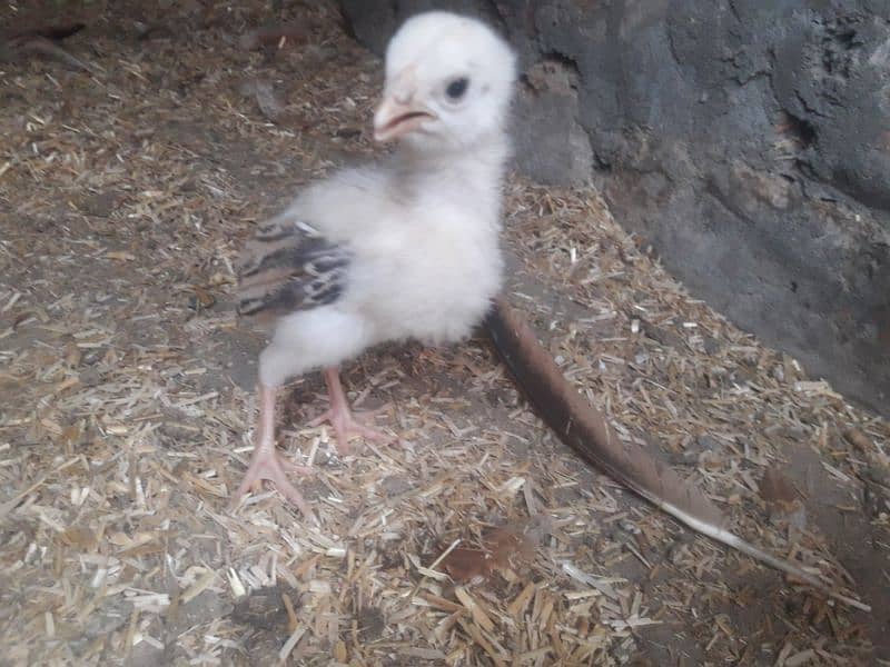 chick 2