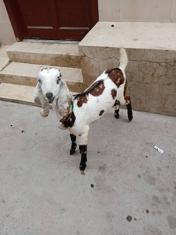 male goat bakra 0