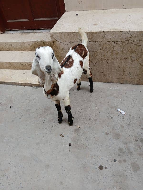 male goat bakra 1