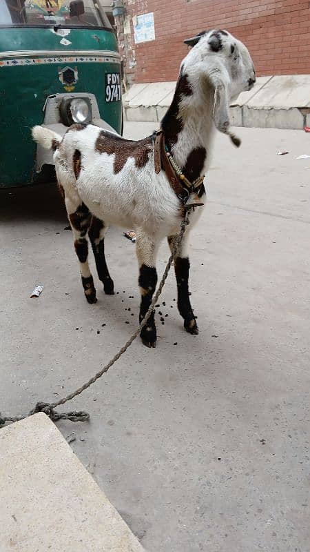 male goat bakra 2