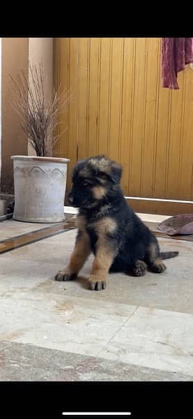 German shepherd long coat 1