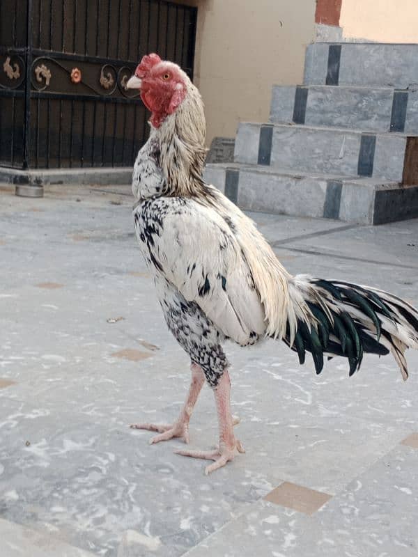 Beautiful aseel murg for sale 0