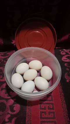 دیسی انڈے Desi Eggs